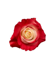 Reliquary Mother's Day Collection Gift Box