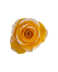 Gold Teeth Tinted Roses Gift Box