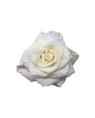 Gold Teeth Tinted Roses Gift Box