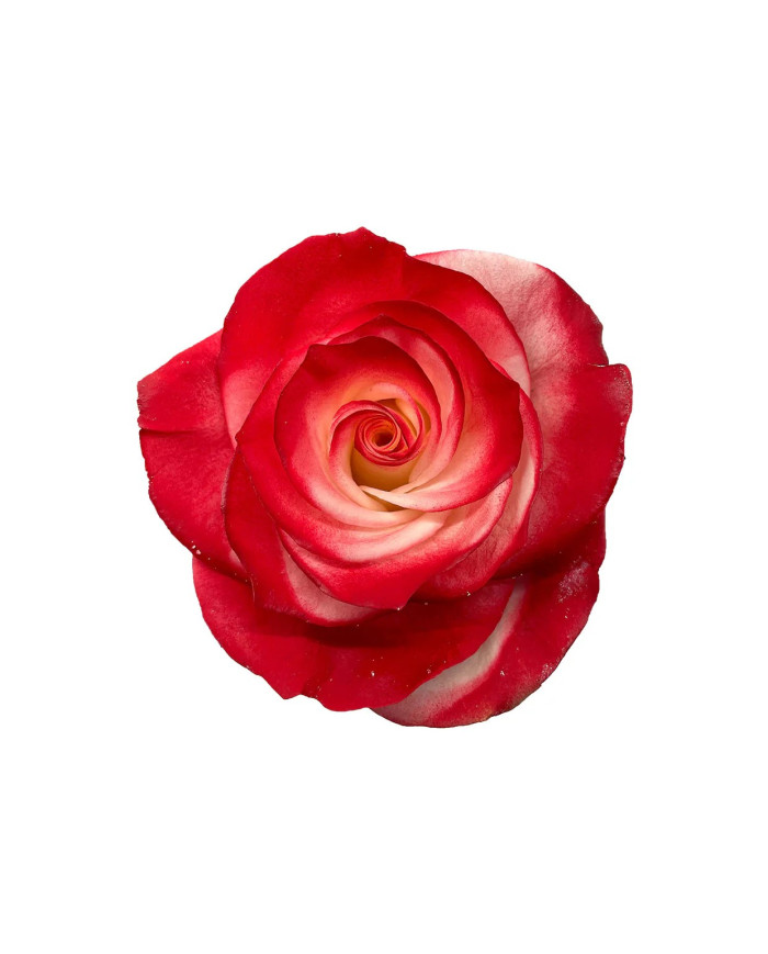 Ruby Mother's Day Roses Gift Box