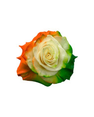 Ireland St. Patrick Gift Box