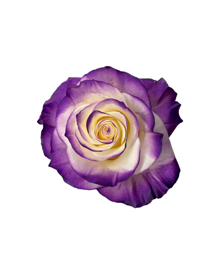 Rhodalite Mother's Day Roses Gift Box