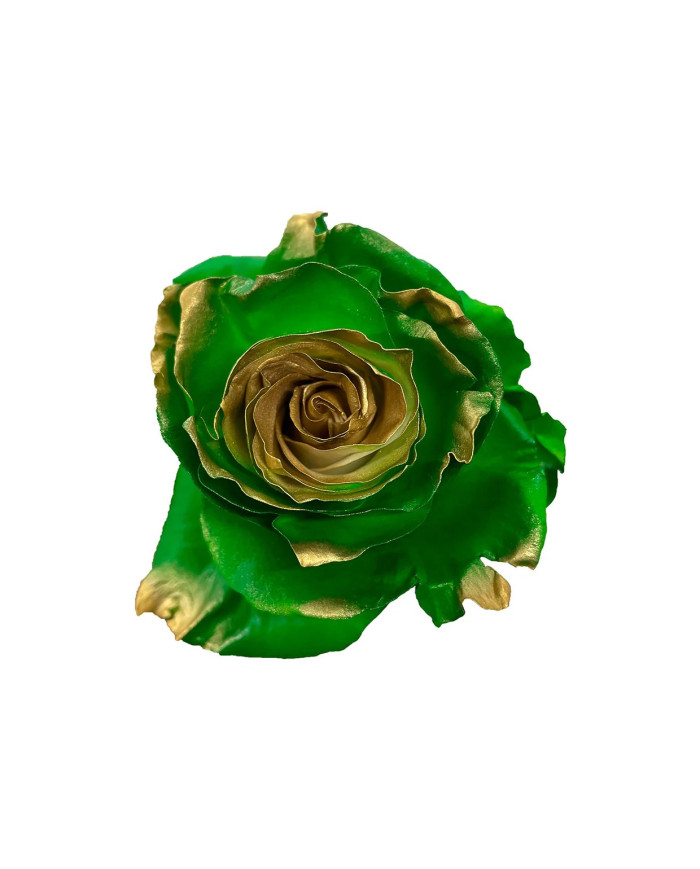 Pádraig Sona Tinted Roses Gift Box