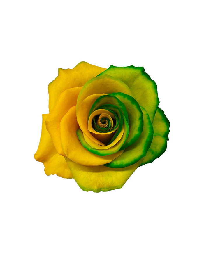 Golden Coin St. Patrick Gift Box