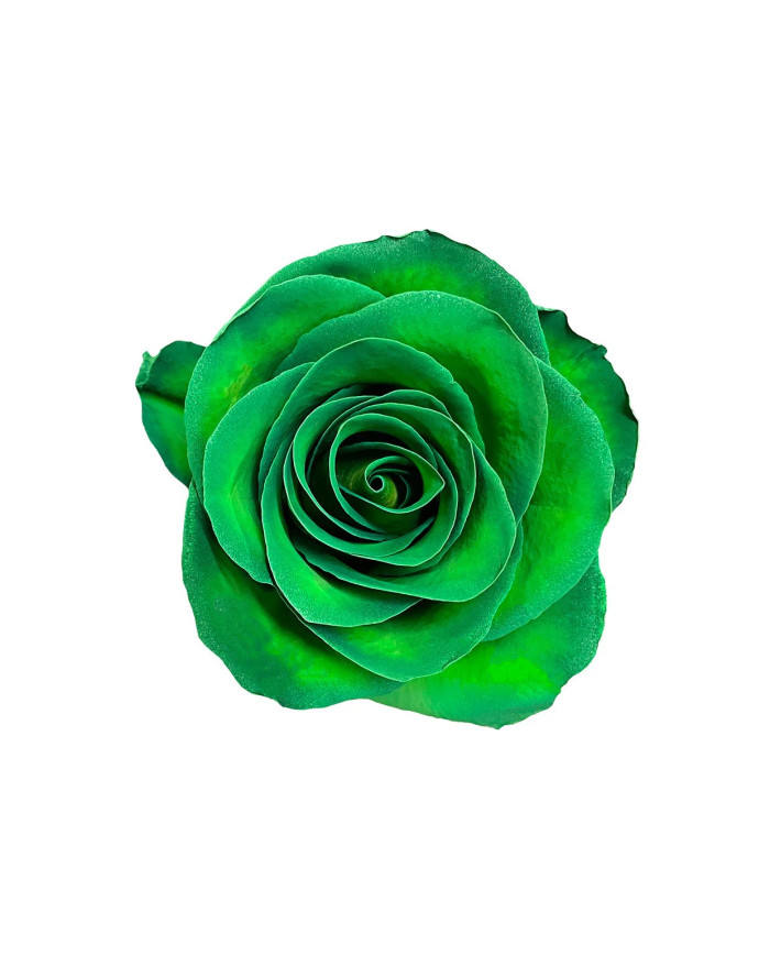 Chicago RIver Tinted Roses Gift Box