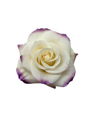 Leprechaun Tinted Roses Gift Box