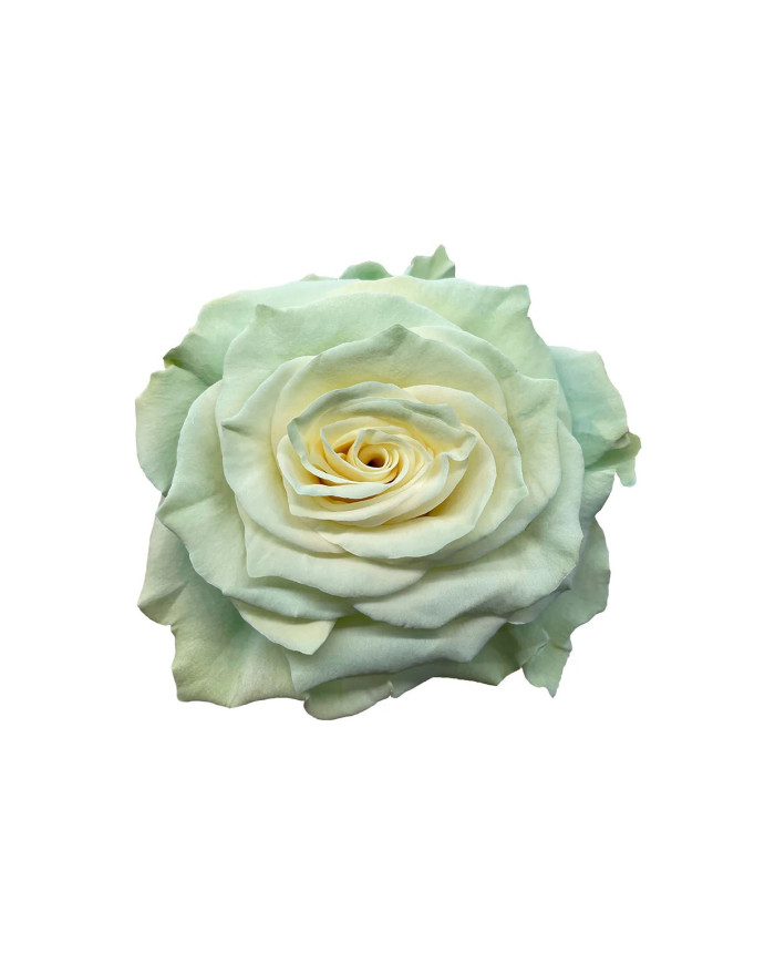 Aquamarine Tinted Roses Gift Box