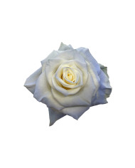 Blue Sapphire Tinted Roses Gift Box