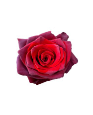 Blue Sapphire Tinted Roses Gift Box