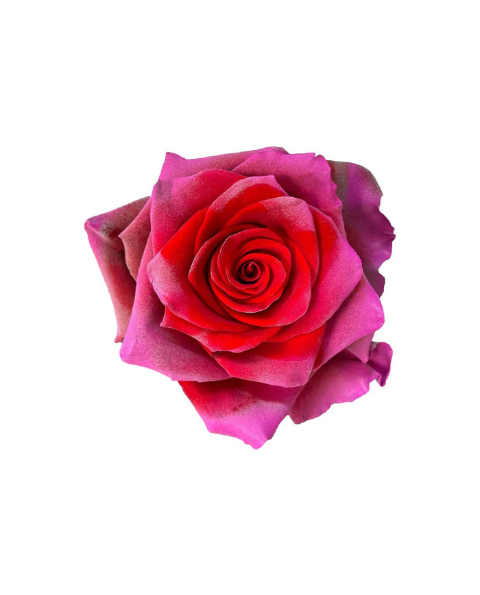 Earrings Mother's Day Tinted Roses Gift Box