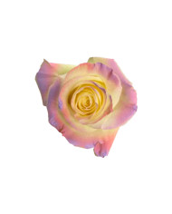 Mor Tinted Roses Gift Box