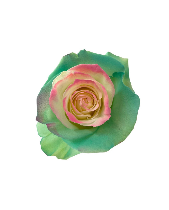 Matka Tinted Roses Collections Gift Box