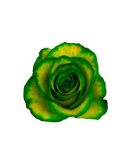 Pot of Gold St. Patrick Gift Box