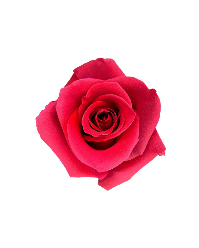 Radiant Love Tinted Roses Gift Box