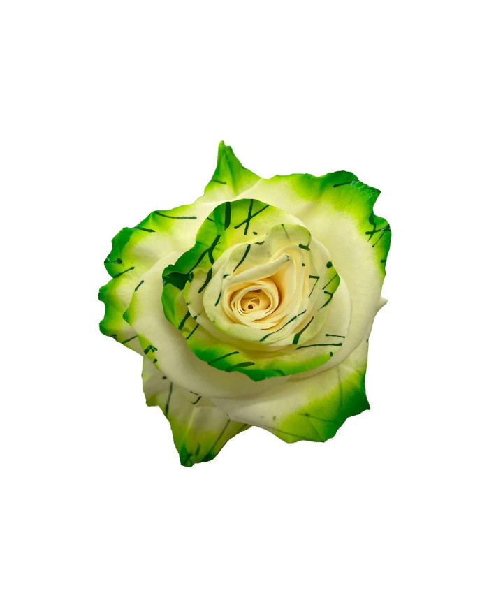 Celtic Tinted Roses Gift Box