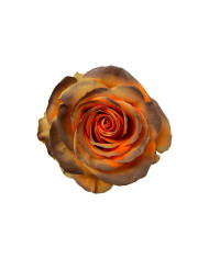 Bald Cypress Tinted Roses Gift Box Bald Cypress Tinted Roses Gift Box