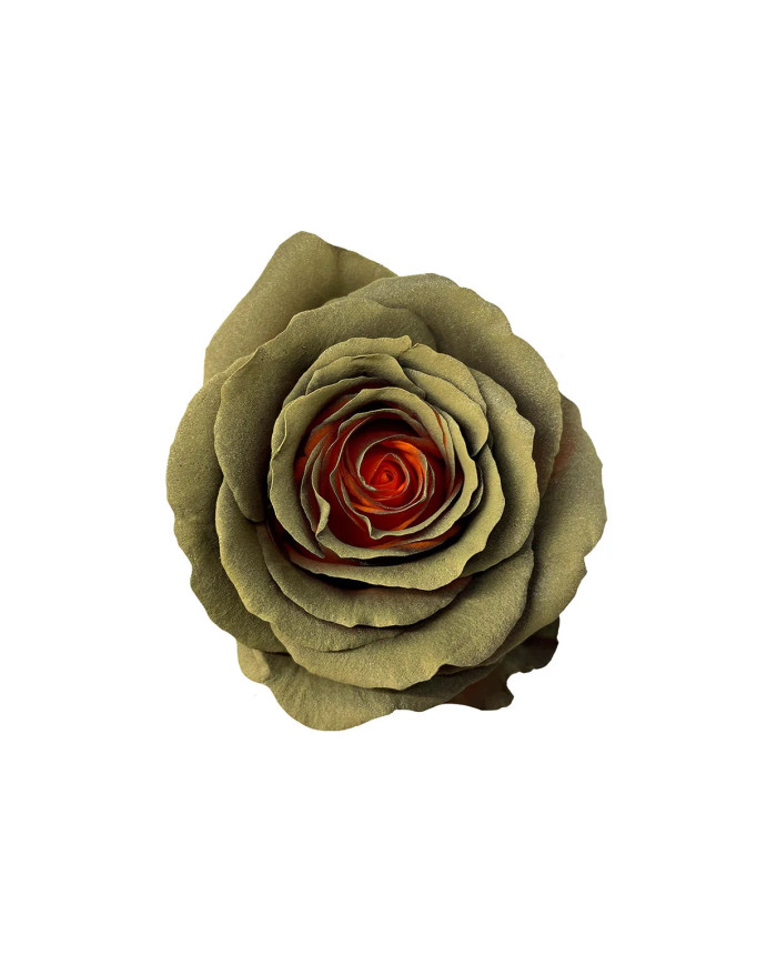 Bald Cypress Tinted Roses Gift Box Bald Cypress Tinted Roses Gift Box