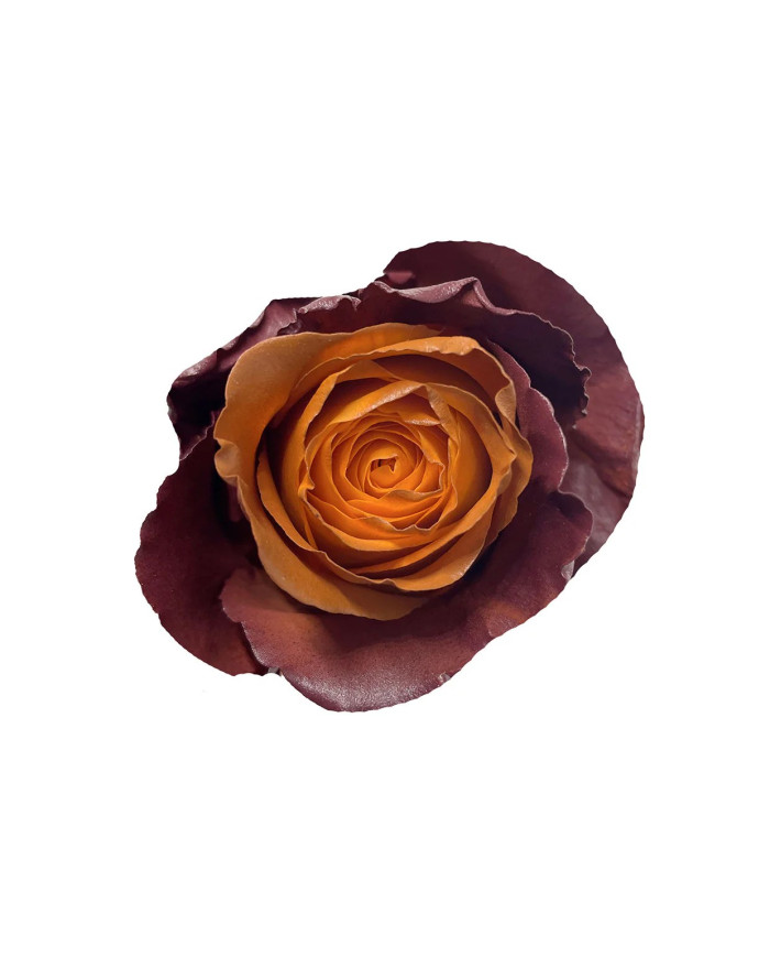 Sumac Fall & Thanksgiving Gift Box Sumac Fall & Thanksgiving Gift Box