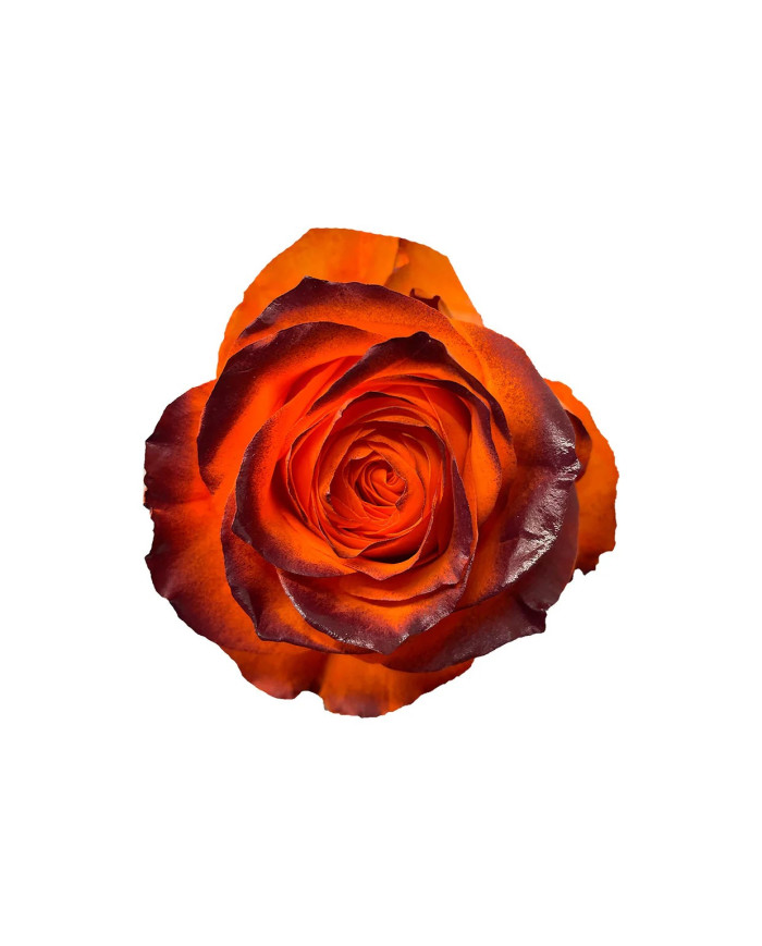 Apple Serviceberry Thanksgiving Gift Box Apple Serviceberry Thanksgiving Gift Box