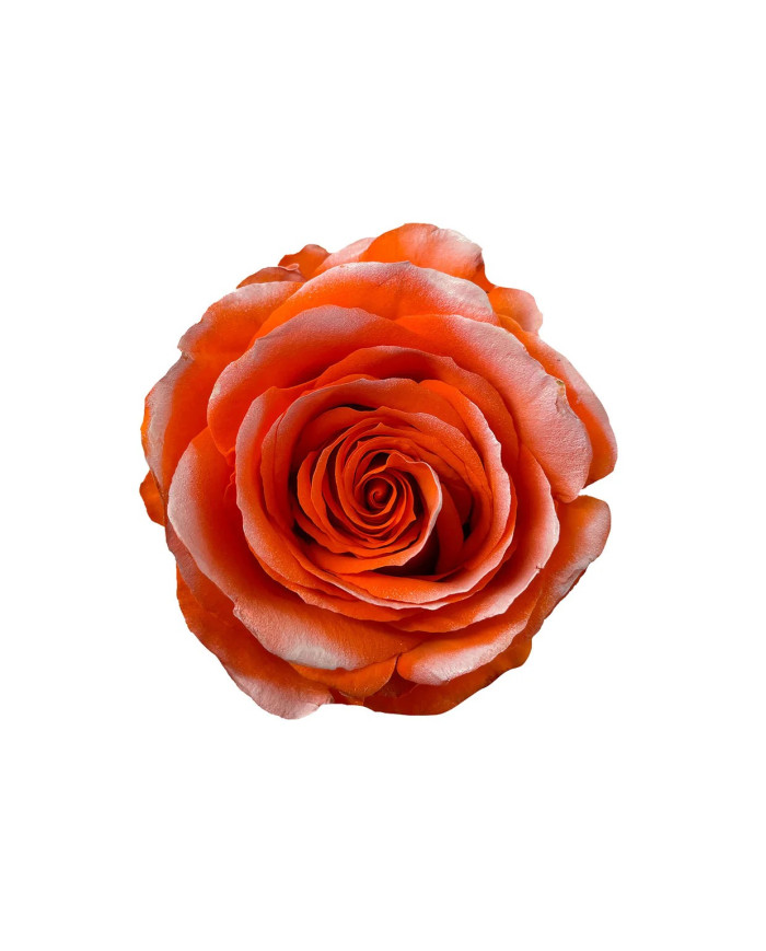 Dogwood Tinted Roses Gift Box Dogwood Tinted Roses Gift Box