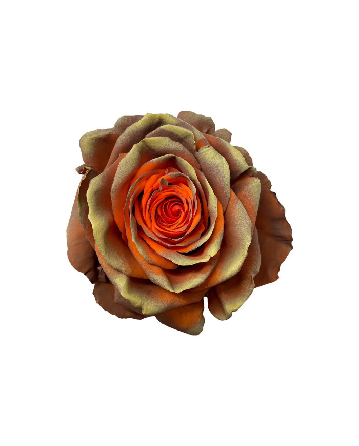 Sassafras Fall Tinted Roses Gift Box Sassafras Fall Tinted Roses Gift Box