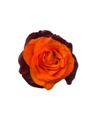 Sassafras Fall Tinted Roses Gift Box Sassafras Fall Tinted Roses Gift Box