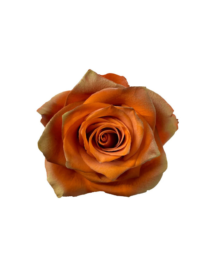Autumn Laurel Tinted Roses Gift Box Autumn Laurel Tinted Roses Gift Box
