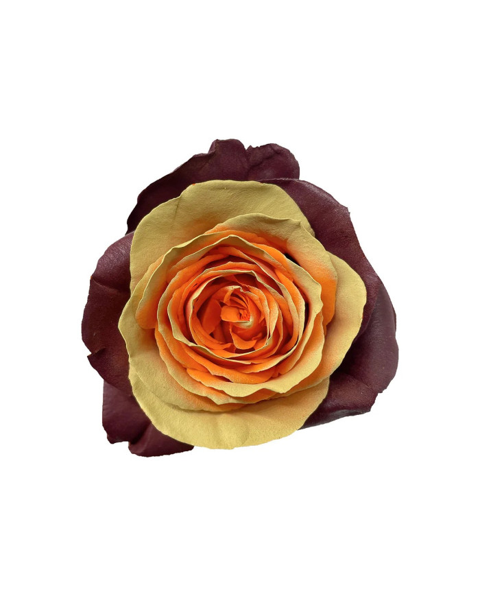 Sweet Gum Thanksgiving Tinted Roses Gift Box Sweet Gum Thanksgiving Tinted Roses Gift Box