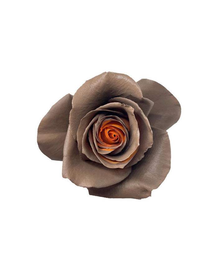 Wild Pear Thanksgiving Tinted Roses Gift Box Wild Pear Thanksgiving Tinted Roses Gift Box