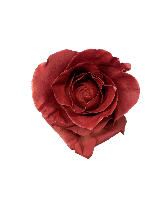 Red Oak Fall Tinted Roses Gift Box Red Oak Fall Tinted Roses Gift Box