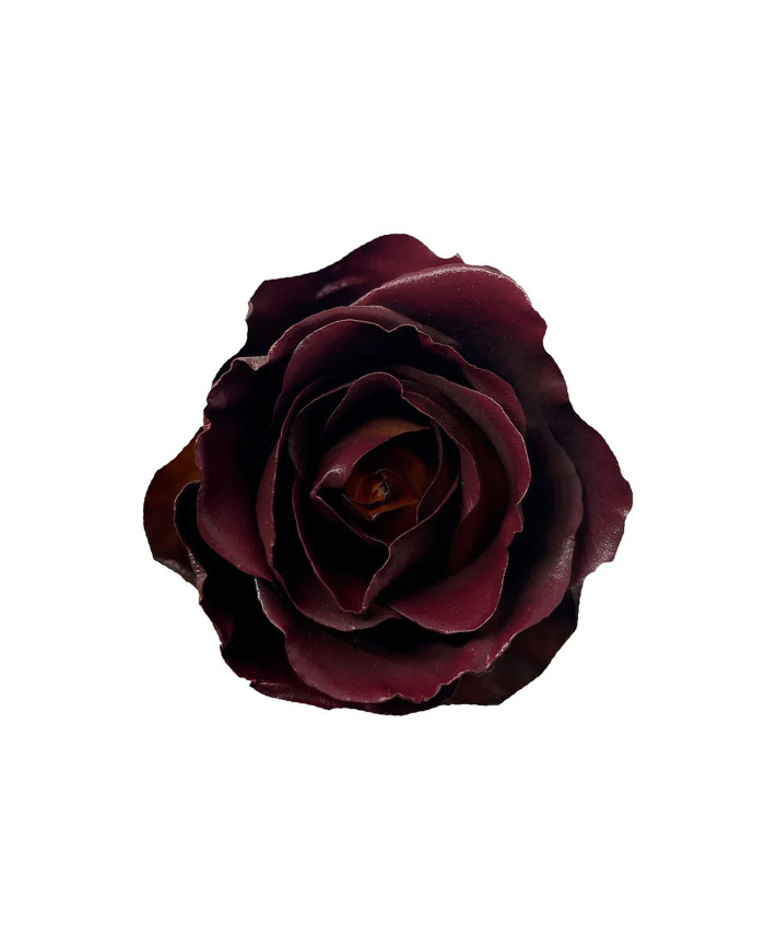 Smoke Bush Fall Collection Gift Box Smoke Bush Fall Collection Gift Box