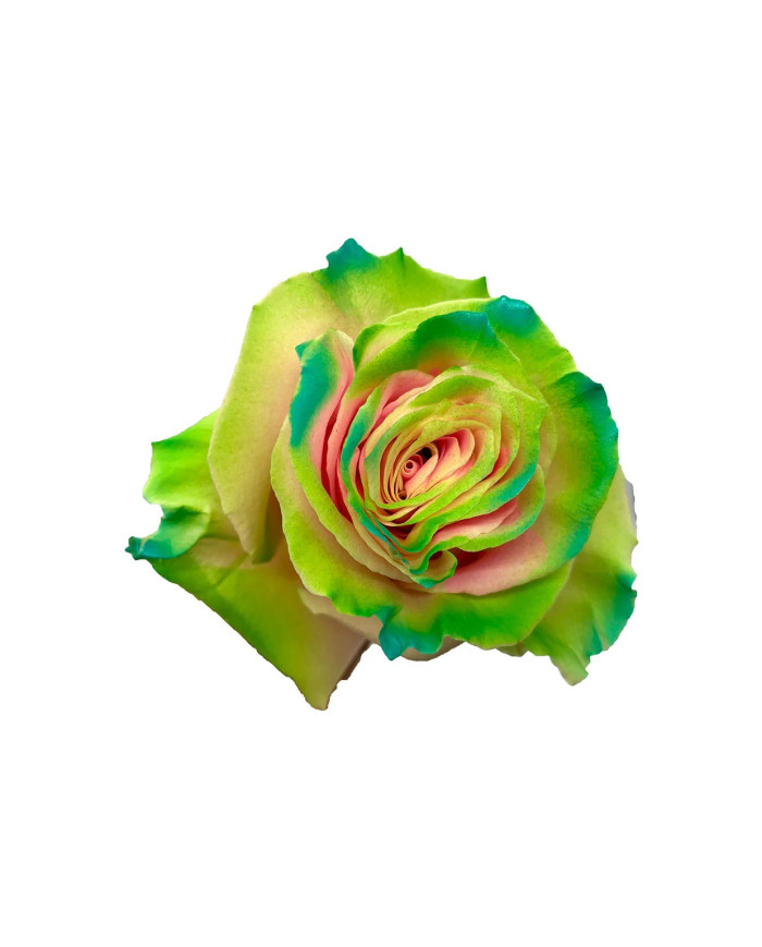 Gary Tinted Roses Gift Box