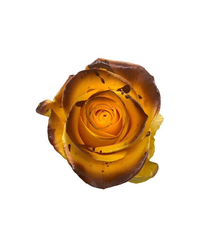 Spongebob Kid's Collection Gift Box