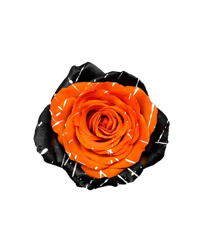 Scarecrow Tinted Roses Gift Box Scarecrow Tinted Roses Gift Box