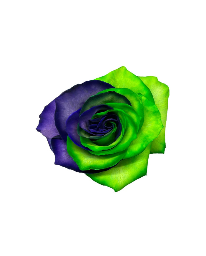 Witch Halloween Gift Box Witch Halloween Gift Box