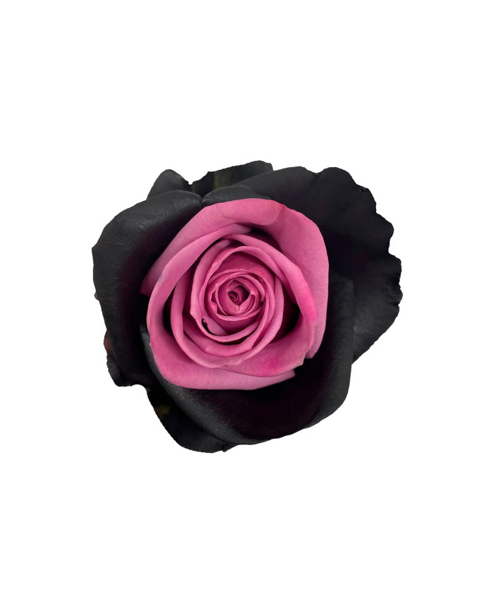 Purple Bat Halloween Gift Box Purple Bat Halloween Gift Box