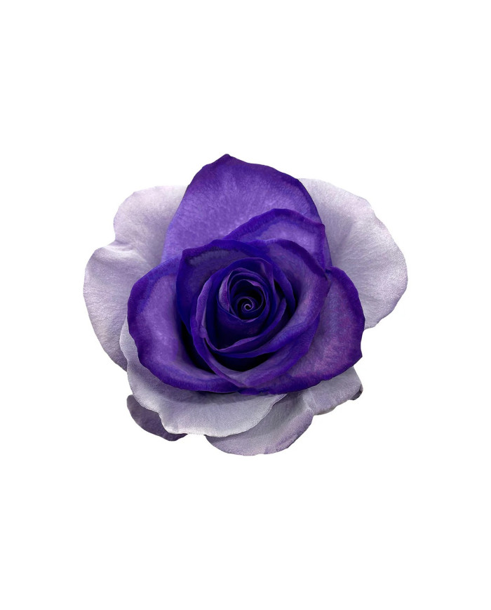 Ashes Halloween Gift Box Ashes Halloween Gift Box