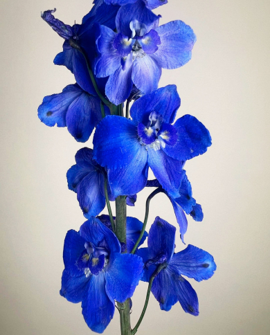 Bulk Delphinium Sea Waltz Bulk Delphinium Sea Waltz