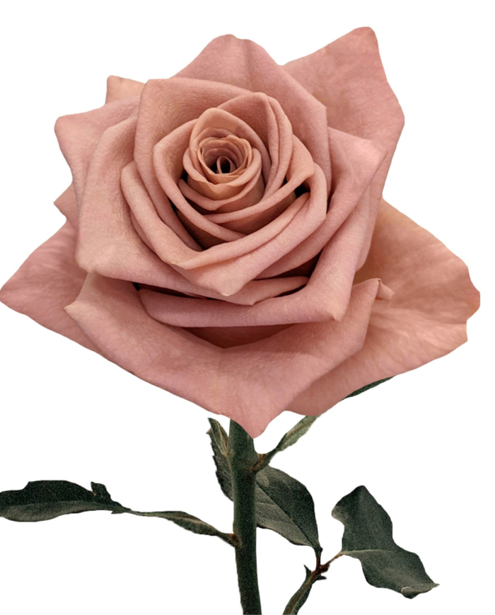 Bulk Barista Rose