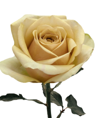 Bulk Golden Mustard Rose