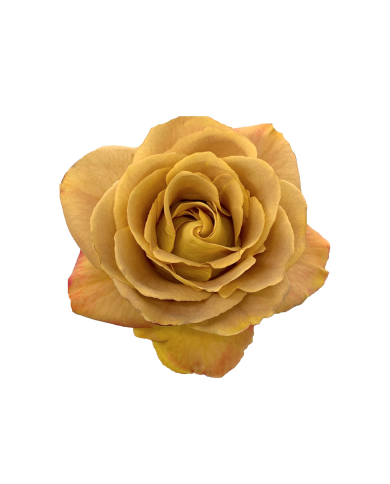 Bulk Heart of Gold Rose