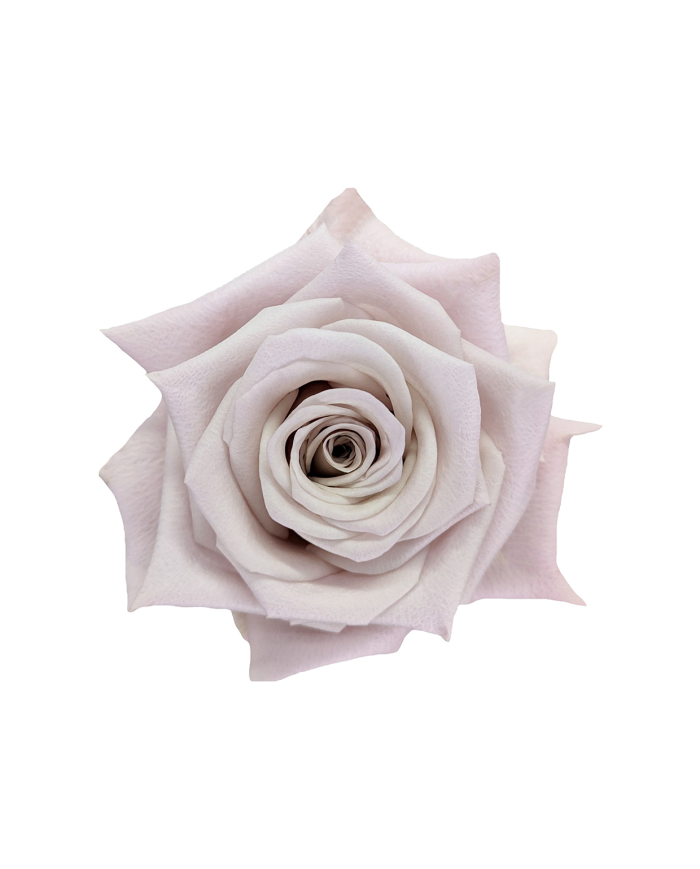 Bulk Menta Rose Bulk Menta Rose