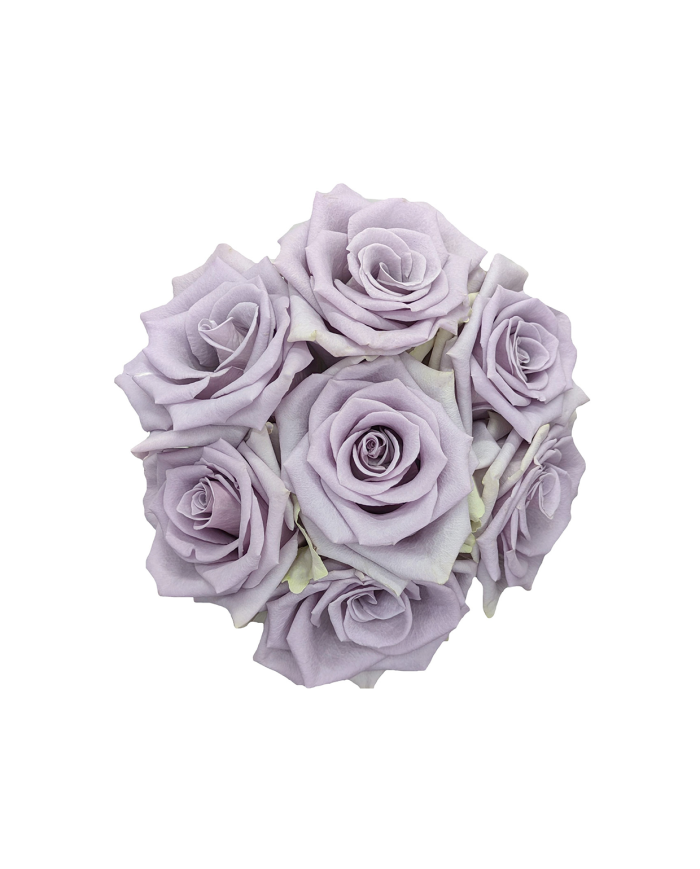 Bulk Shocking Blue Rose Bulk Shocking Blue Rose