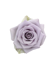 Bulk Shocking Blue Rose
