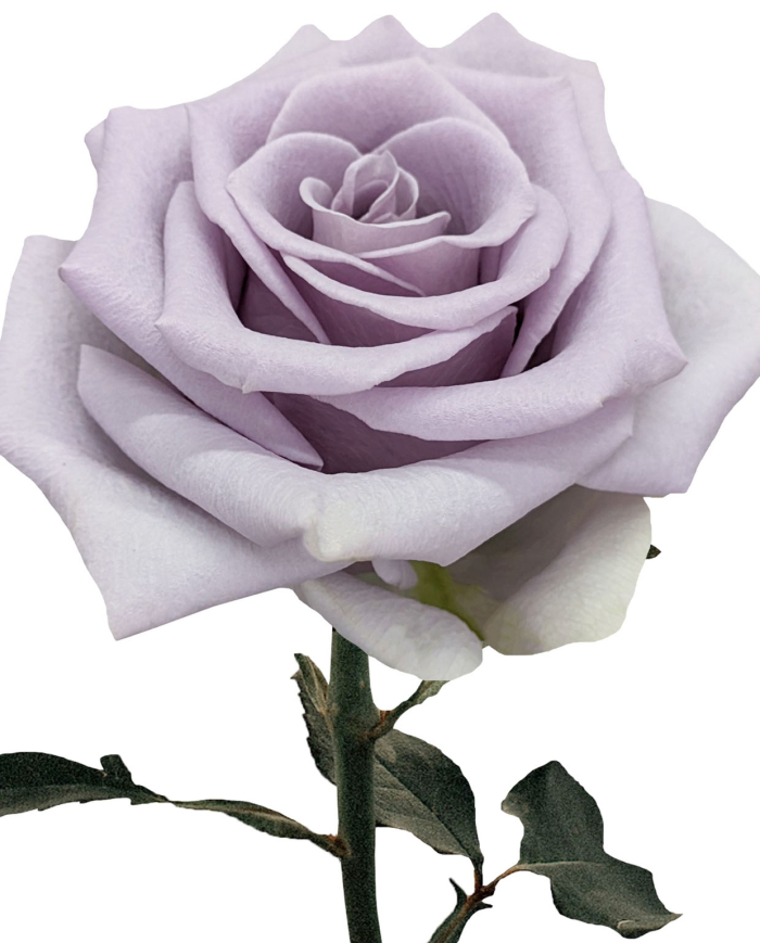 Bulk Shocking Blue Rose