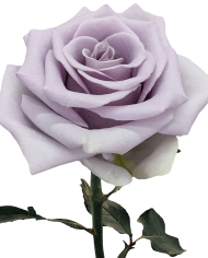 Bulk Shocking Blue Rose