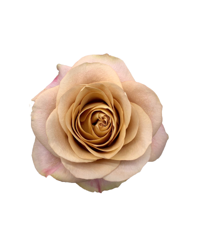 Bulk Symbol Rose
