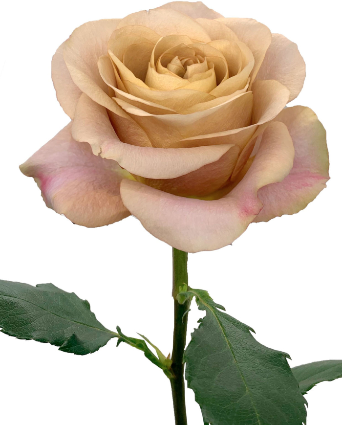 Bulk Symbol Rose Bulk Symbol Rose