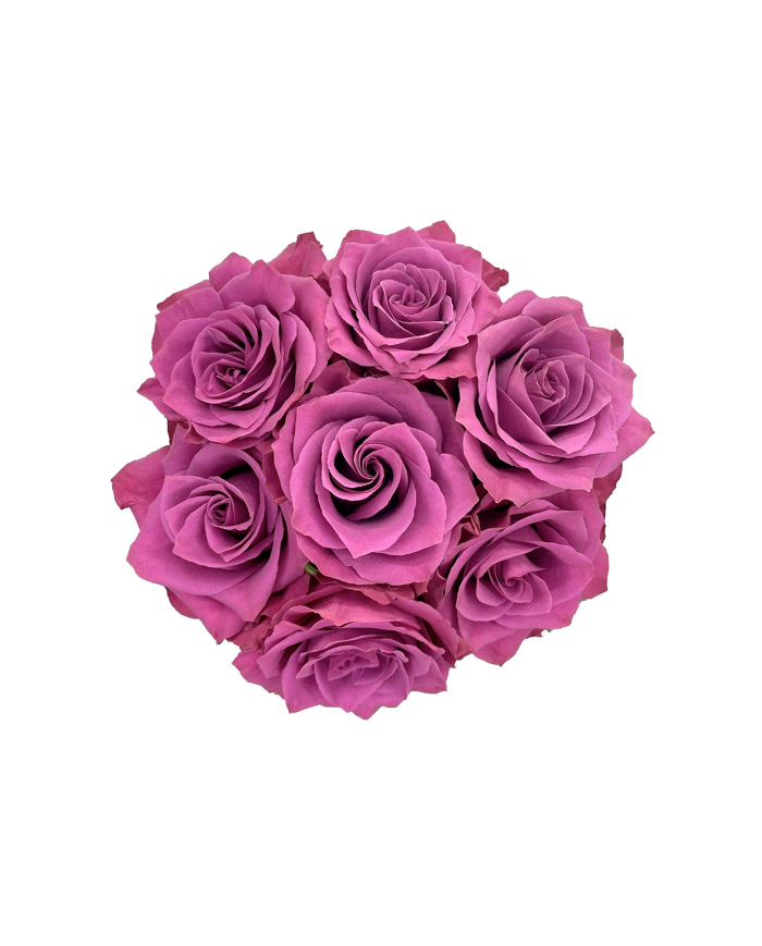 Bulk Ascot Rose Bulk Ascot Rose