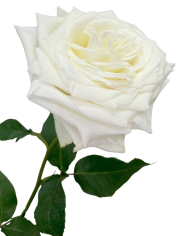 Bulk Candlelight Rose